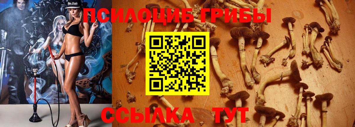 Галлюциногенные грибы Psilocybe  Вход с VPN  Галлюциногенные грибы Psilocybine cubensis  Нерюнгри 